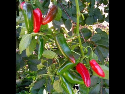 Перец острый Халапеньо ранний (Jalapeno Early)