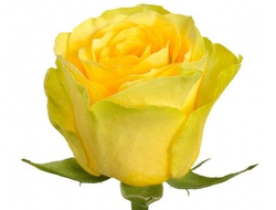 Розы Илиос (Ilios) Желто лимонные (до 60 см) Россия