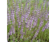 Мята болотная (Mentha pulegium) 5 мл - 100% натуральное эфирное масло