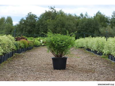 Спирея ниппонская Халвард Сильвер - Halward`s Silver