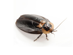 Таракан кубинский (Блаберус канифер)