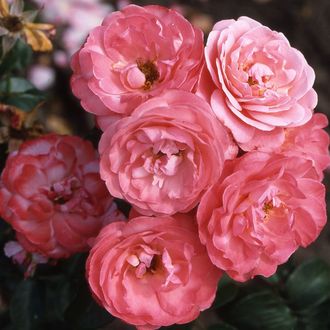 Майн Шоне Гартен (Mein schoner Garten) роза