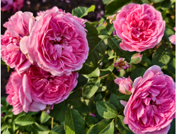 Гертруда Джекил (Gertrude Jekyll)