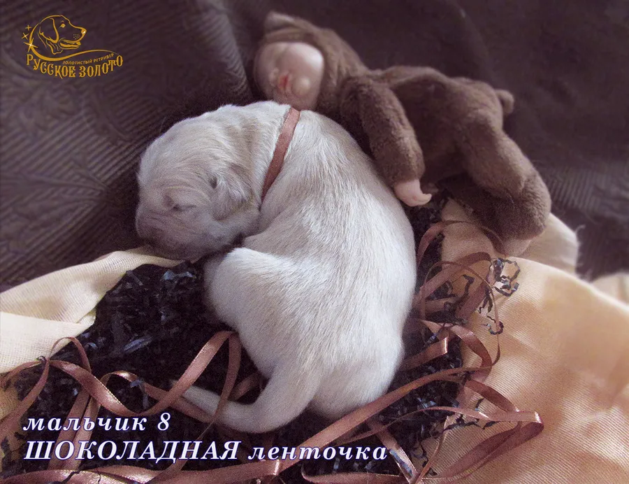 УЖЕ в НОВОМ ДОМЕ =Мальчик ШОКОЛАДНАЯ ленточка, 5 дней. ДР 28.01.20. 
