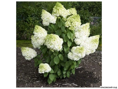 Купить Гортензия метельчатая Пинк Даймонд в Москве - Фото - Красовский-Сад.рф