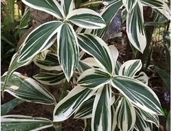 Костус арабикус вариегата / Costus arabicus variegata
