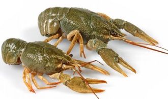 Речной рачок для рыбалки. Стол с морепродуктами. Рачки жареные. Омар вареный. Раки 26.