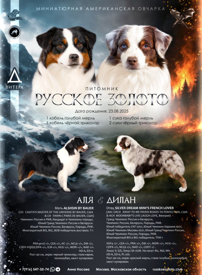 У нас родились щенки миниаусси