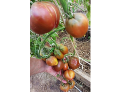 Томат Сладкое трюфельное сердце