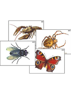 Модель-аппликация "Разнообразие беспозвоночных" (ламинированная)