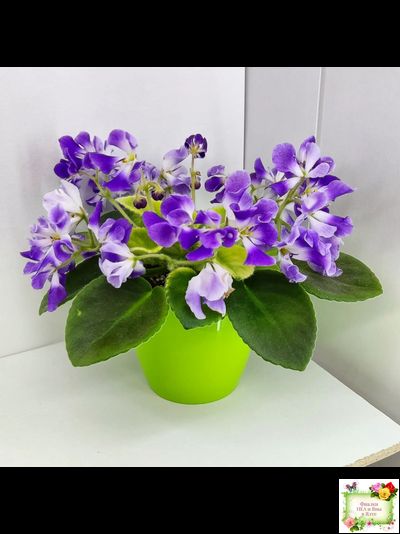 LV-Элизабет (Л. Шевелева) 2023 г.(лист посажен 29.01.26)