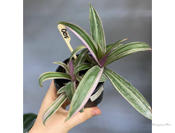 Традесканция