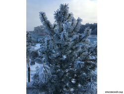 Сосна кедровая корейская - Pinus Koraiensis