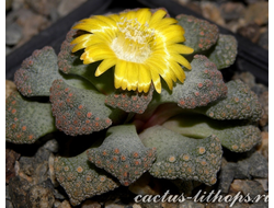 Titanopsis calcarea SB2186 Bundu, Prieska (MG) - 5 семян