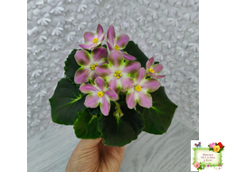 RIV-Амнезия (И. Растегаева) 2024 г.