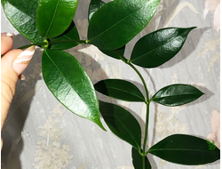 Hoya Odorata