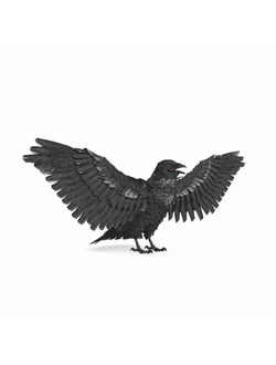 птицы Ворон черный