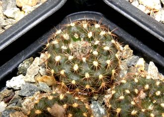 Frailea ybatense (D=15-18мм)