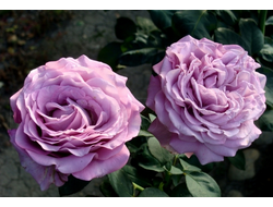 Лугдунум (Lugdunum) чг