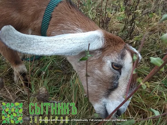 Купить нубийских чистокровных коз в Московской области