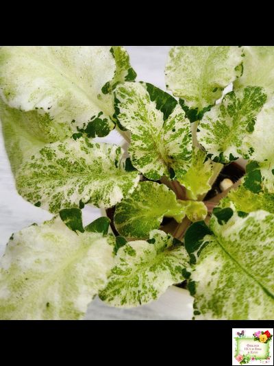 КНН-Крокус химерный спорт по листу