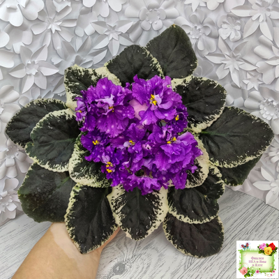 ВаТ-Шоколадное Настроение (Т. Валькова) 2019 г.