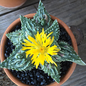 Faucaria Tuberculosa