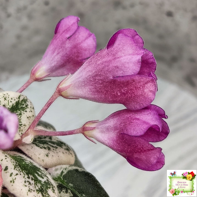 СК-Пангея (А.Кузнецов) 2014 г.