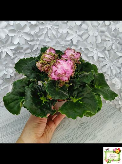 ЛЕ-Медуница (Е. Лебецкая) 2020 г.