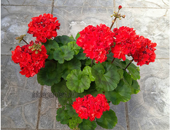 Пеларгония Ирида Красавчик