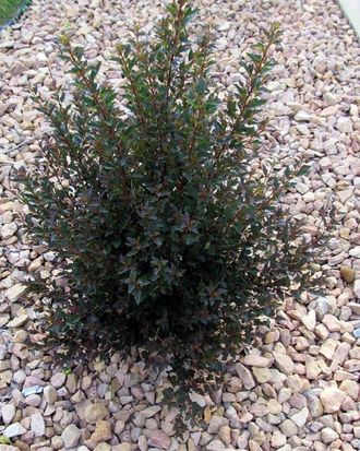 Пузыреплодник калинолистный (Physocarpus opulifolius `Little Joker`), ЗКС