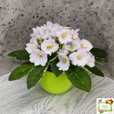 ЛЕ-Стрекоза (Е. Лебецкая) 2020 г. (пестролистный лонг)