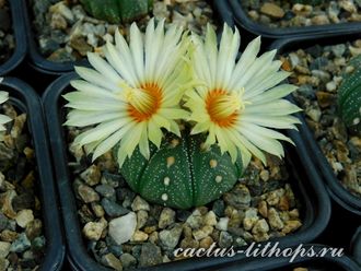 Astrophytum asterias - 5 семян