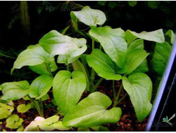 Заурус поникший (ветка)