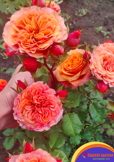 Соут Парк (South Park)