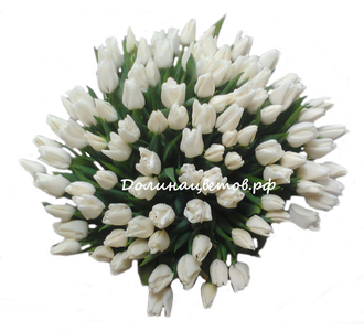 Белые тюльпаны