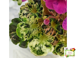 Mac's Pizzicato Paradise (G.McDonald) (лист укоренённый)