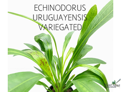 Эхинодорус уругвайский вариегата (горшок)