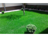 Газон под ключ (1 кв.м)