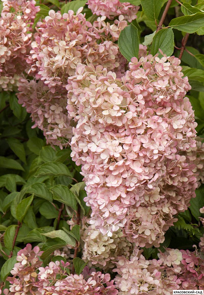 Купить Гортензия метельчатая Фантом в Москве - Фото - Красовский-Сад.рф