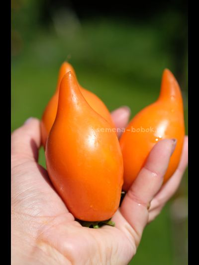 Томат Orange Walk (Оранжевая Прогулка), 10 шт