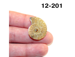 Аммонит окаменелый (симбирцитовый) № 12-201: 3,2г - 25*21*5мм
