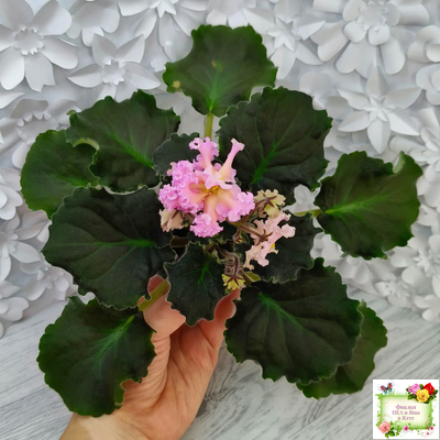 РМ-Оранжевое Лето (Н. Скорнякова) 2022 г. (детка)