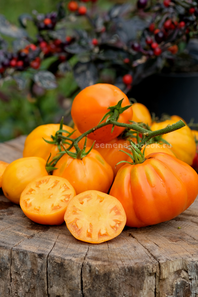 Томат Кошелек Цвета Хурма, 10 шт