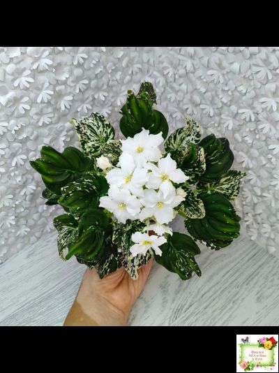 LV-Зюзя (Л. Шевелева) 2025 г. (лист укоренённый) трейлер