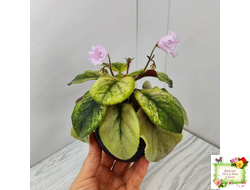 Dn-Рожева Конвалiя Gold (Д. Денисенко)