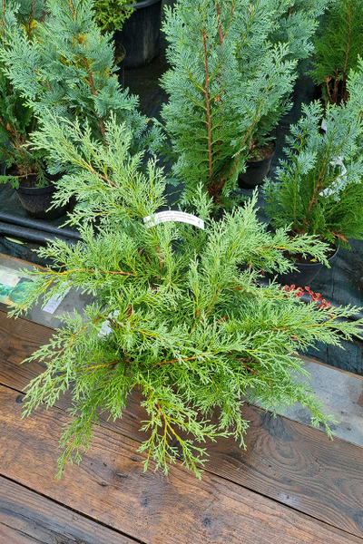 Можжевельник виргинский Hetz