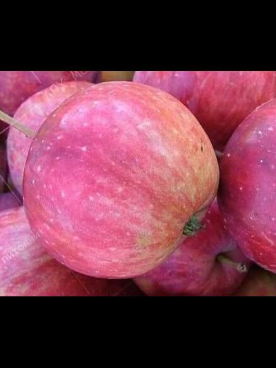 Дальневосточное раннее (яблоня)