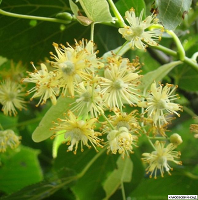 Липа европейская Палида - Pallida