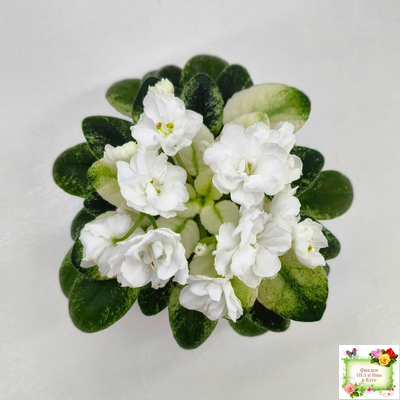 Scales White (Е. и Я. Немчиновы) 2025 г. (детка)